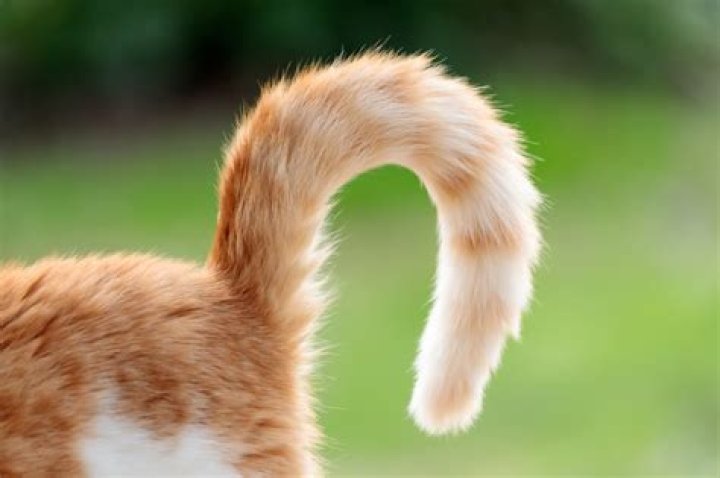 Cat's Bizarre Curled Tail Fascinates the Internet—'Part Lemur'