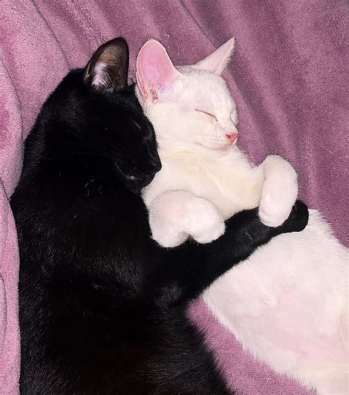 Cats Who Sleep While Cuddling Each Other Are Melting Hearts Online