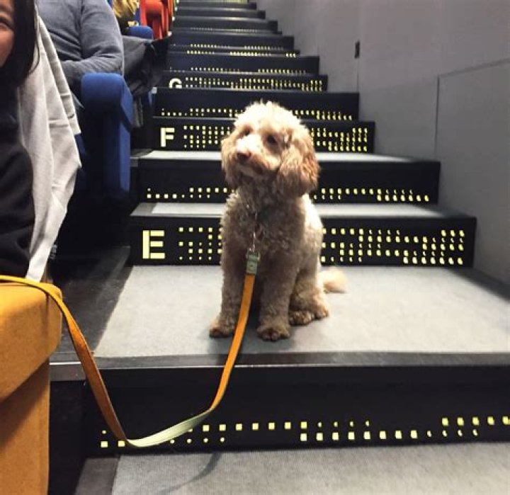 Celebrity Pets With Social Media Accounts
