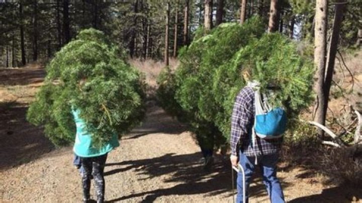 Christmas tree permits for Boise National Forest on sale Friday