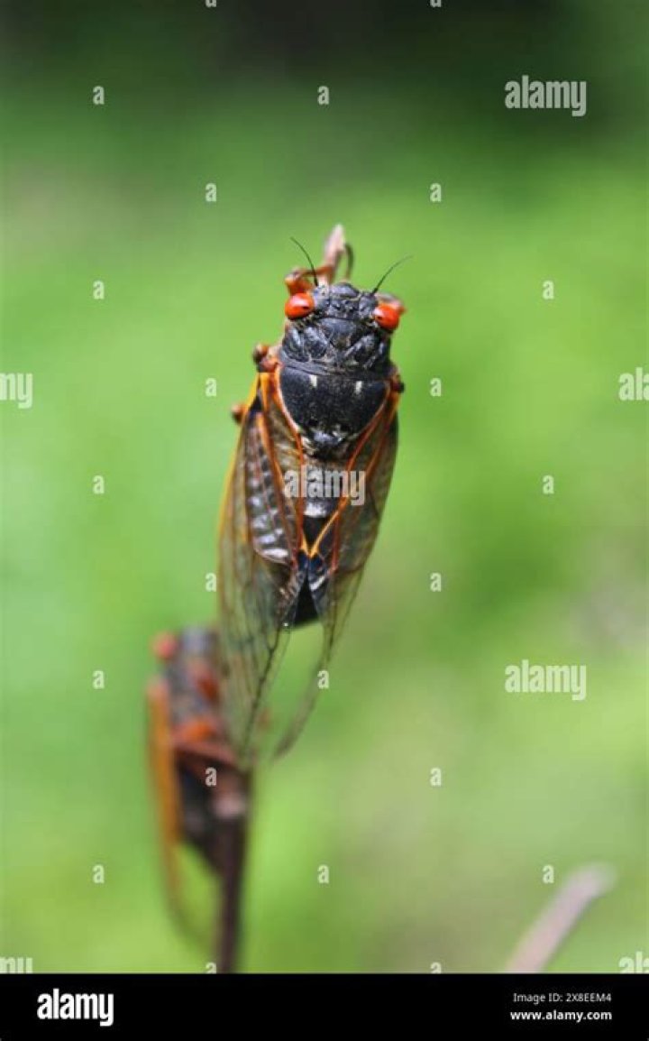 Billions of cicadas will emerge in rare 2024 double-brood event