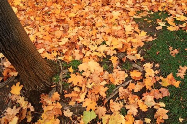 City of Boise leaf collection sites to close on Dec. 11