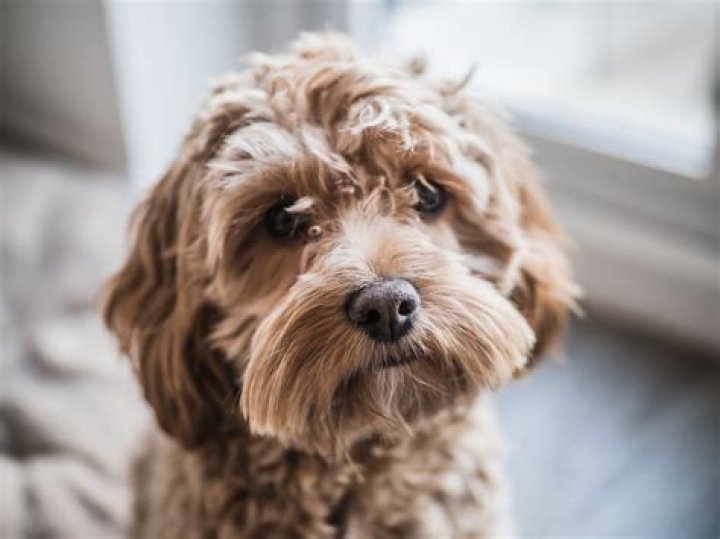 Cockapoo 'Solving' Math Questions With Paw Stomps Delights Internet