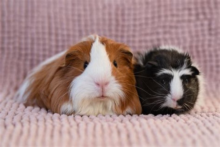 Retired couple breed guinea pigs to EAT because it's ‘more sustainable’ and insist the animals have ‘happy lives’