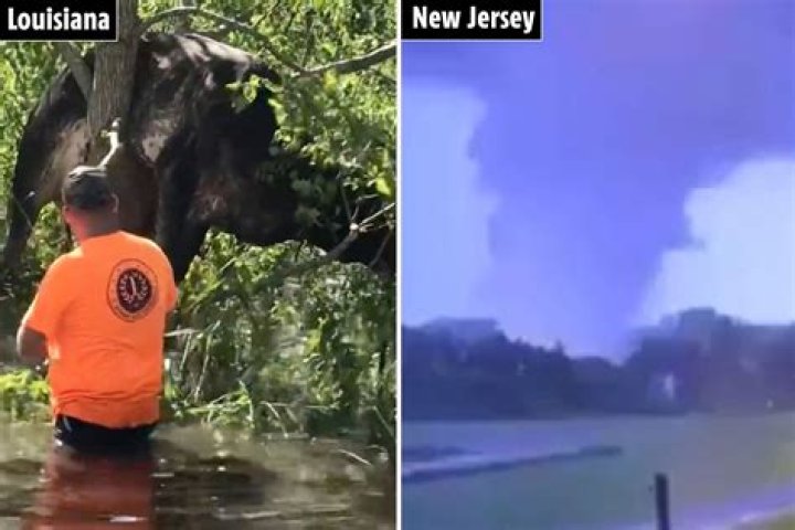 Bizarre moment cow gets stuck in a TREE during Hurricane Ida as terrifying footage shows huge tornado in New Jersey