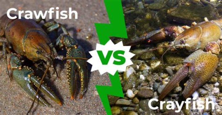 Crayfish Or Crawfish: The Ultimate Guide To Understanding These Freshwater Crustaceans