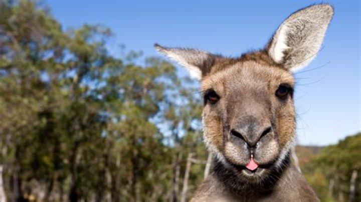 Crazed kangaroo 'tries to hump' woman after ‘smelling her Sarah Jessica Parker perfume’
