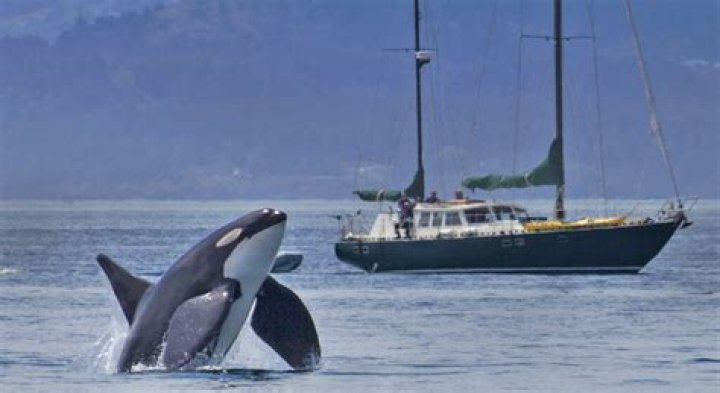 Sailing adventure ends in dramatic rescue after whale sinks boat in the Pacific