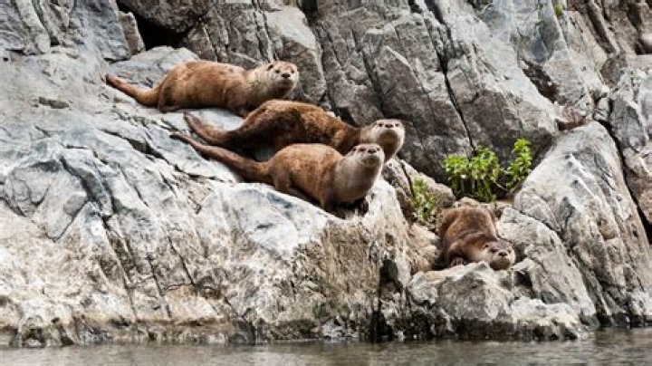 CWI lands on new mascot: the Otters