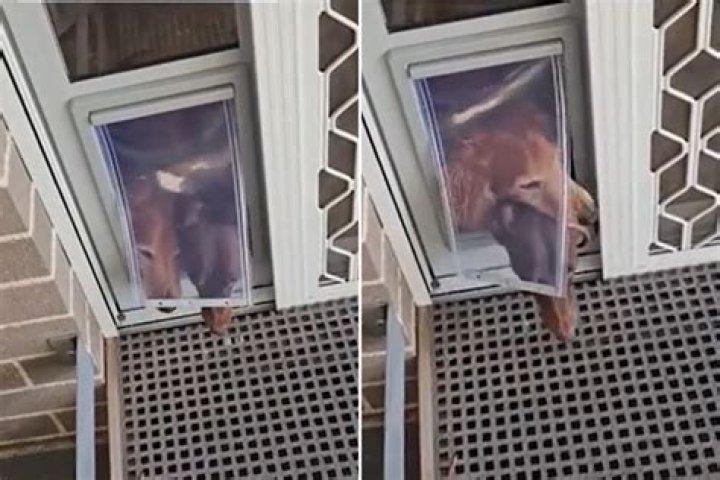 Watch Dachshunds Show Off Their Fierce Sibling Rivalry With 'Door Wars'