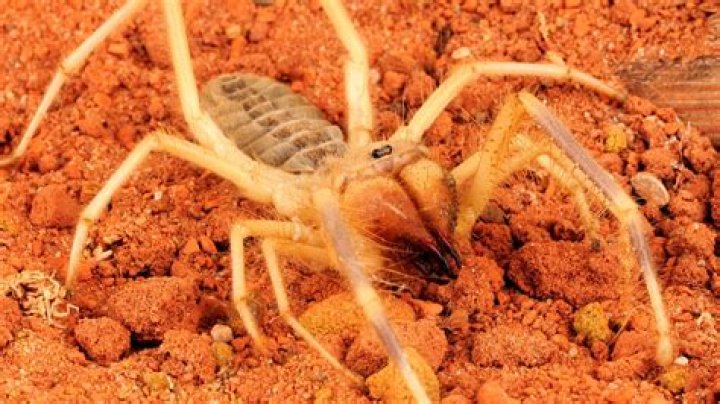 You won't believe the deadly predator hiding under the sand ready to pounce