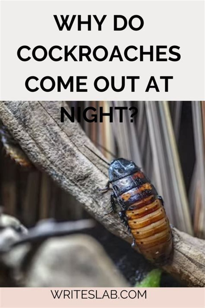Do Cockroaches Crawl On You At Night
