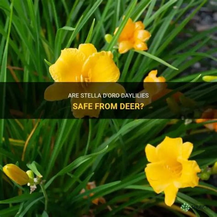Do deer eat Stella d’Oro daylilies?