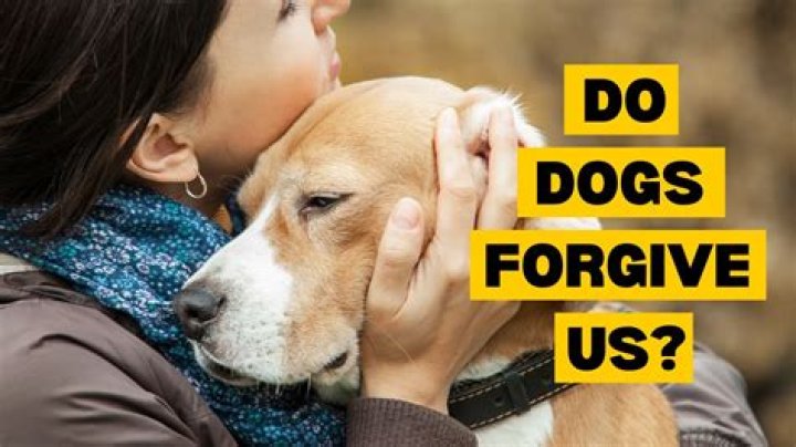 Do Dogs Forgive Their Abusers