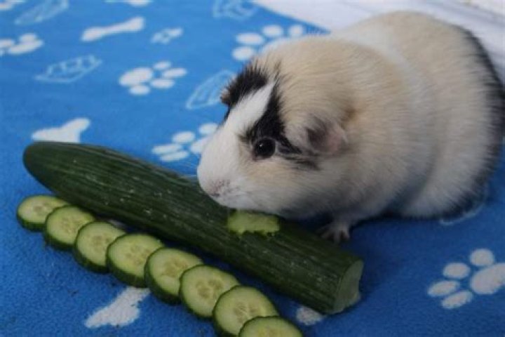 Are Cucumbers Safe For Your Guinea Pig? Understanding Their Dietary Needs