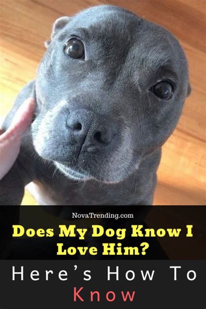 Understanding Canine Emotions: Does My Dog Know That I Love Her?