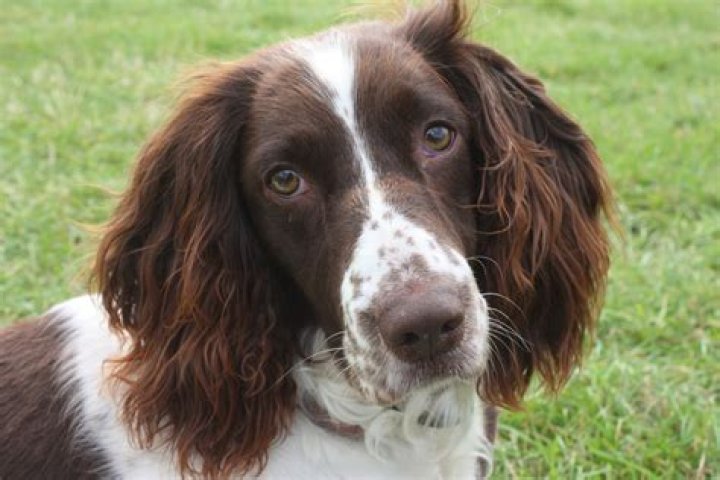 Dog's Bed Head After Nap Delights Internet: 'What Year Is It'