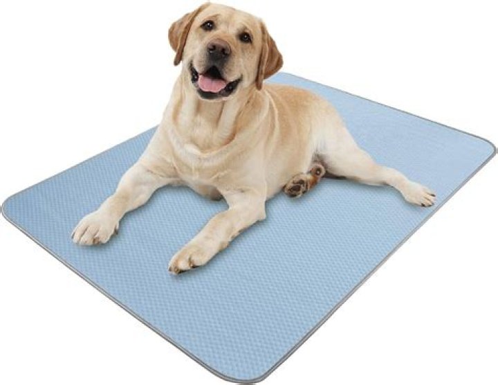 Discover The Comfort Of A Dog Chill Pad For Your Furry Friend