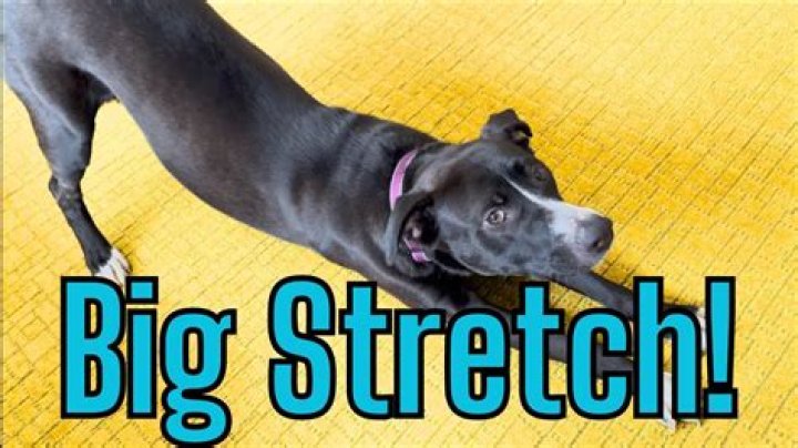 Does Your Dog Do the 'I Love You' Stretch? Here's What It Could Mean