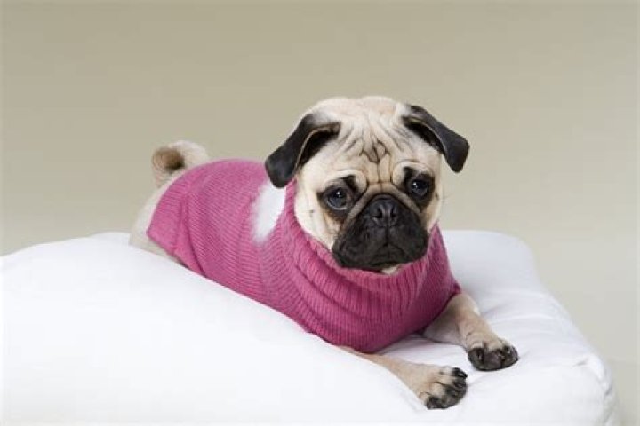 Pug's Unamused Reaction to New Turtleneck Sweater Has Internet in Stitches