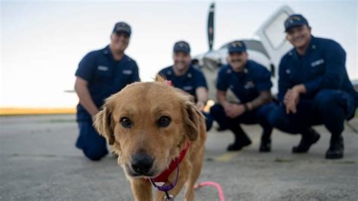Dog reunited with Coast Guard members who saved her