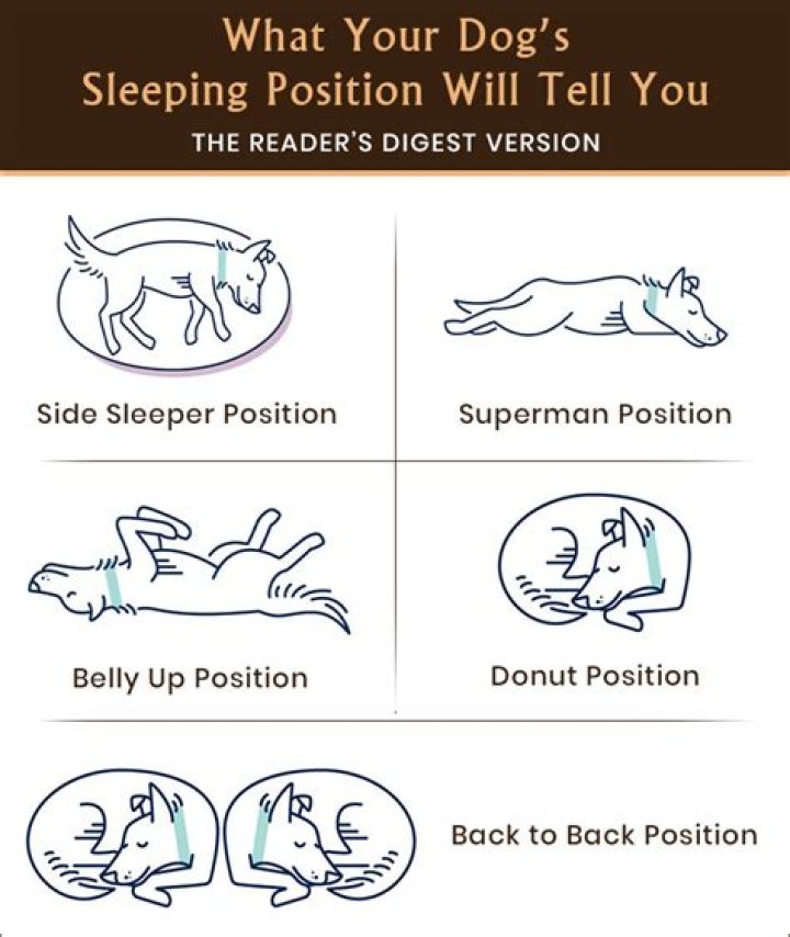 What Your Dog's Sleeping Positions Say About Their Relationship With You