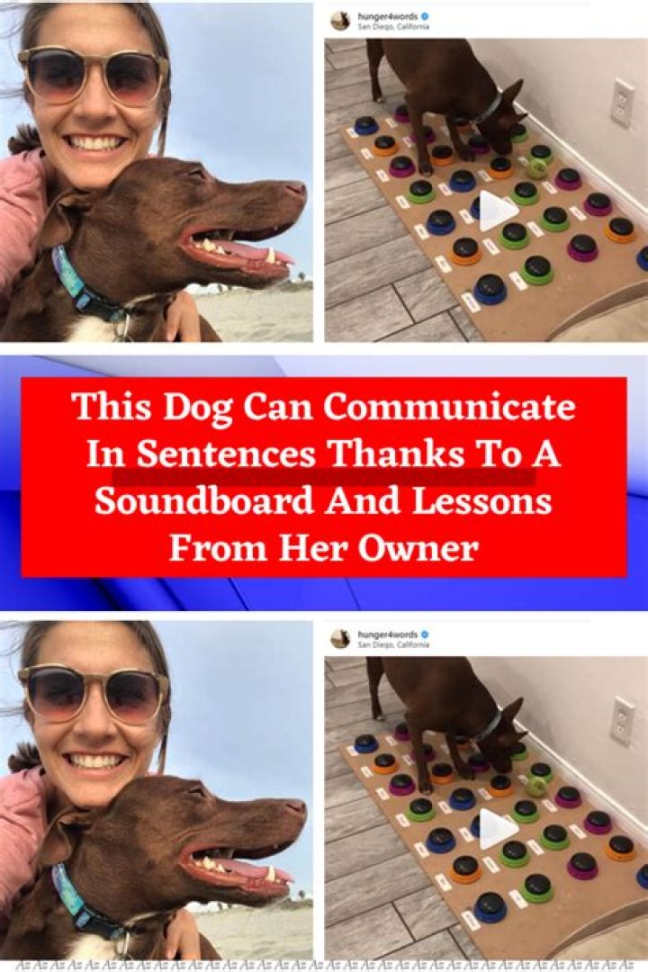 Meet the dog who can really TALK and tell mom ‘love you’ thanks to his sound board – The US Sun