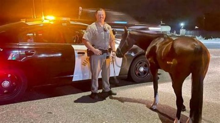 Drunk horse rider arrested for DUI in California