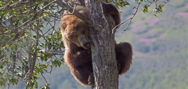Eastern Idaho zoo shuts down after wild bear enters, climbs tree
