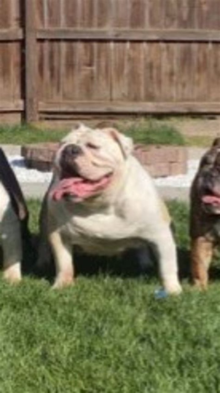 When English Bulldogs Attack: Understanding The Behavior And Prevention