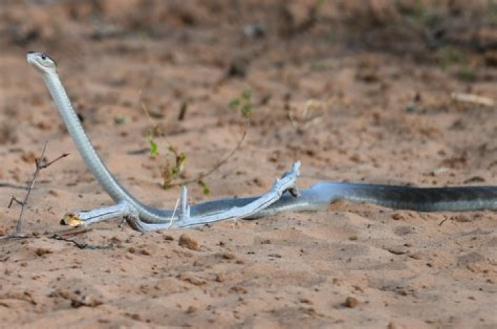 Enormous Black Mamba Filmed Crossing Road After Being Run Over by Car