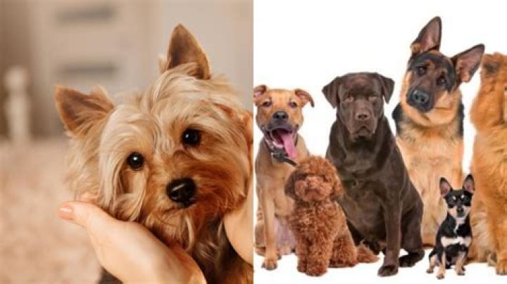 Everyone knows Frenchies and golden retrievers. But what about basenjis and Bergamascos?