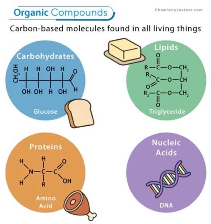 Examples Of Organic Molecules: Essential Building Blocks Of Life
