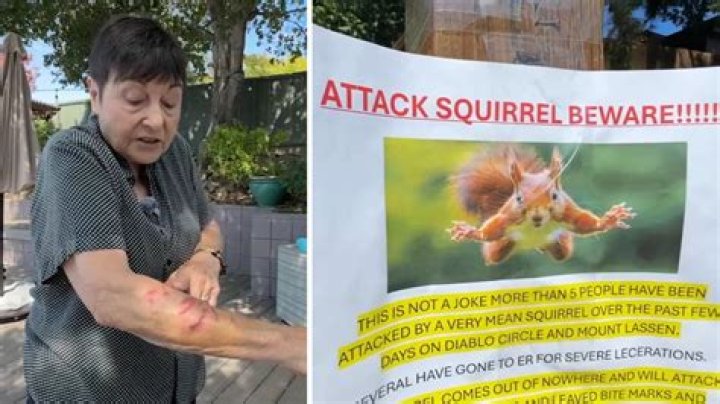 Bloodthirsty squirrel KILLED after attacking 18 people in 48 hours, leaving families too scared to leave home