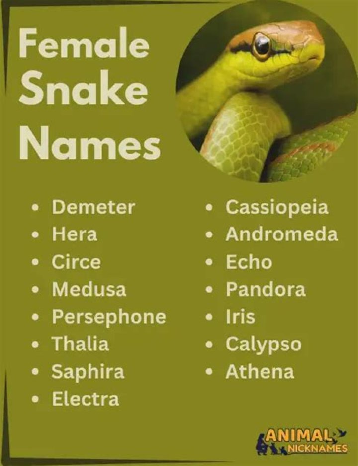 Slithering Elegance: The Ultimate Guide To Female Snake Names