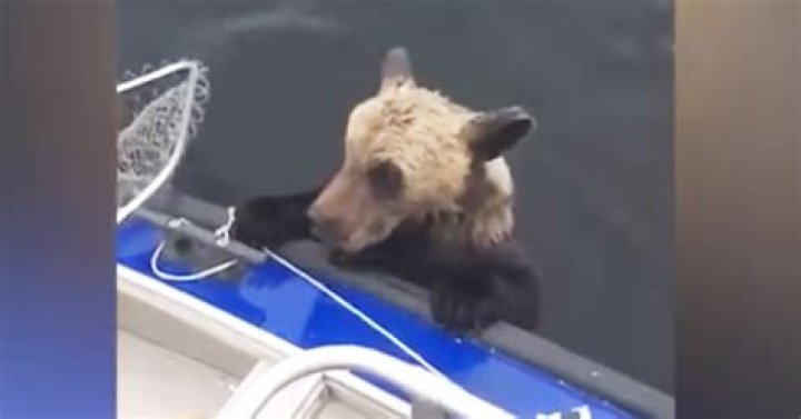 Fishermen see bear cub clinging to boat – then they look to the right and realize they’re not alone