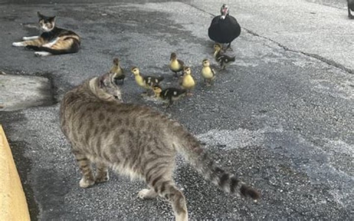 Florida Man Stumbles Upon 'Weird Cat and Duck Society'