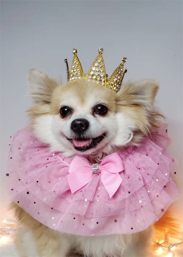 Embracing Elegance: The Fluffy Quinceanera Dog