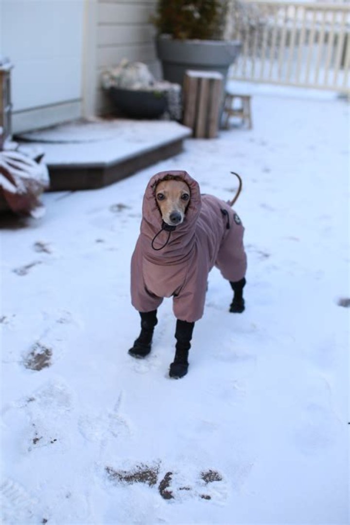 Freezing Greyhound Loves Life After Getting a Coat to Go Out in the Snow