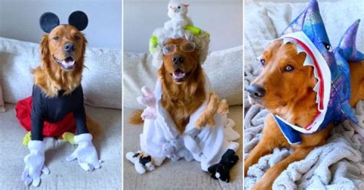 Unleashing Laughter: The Joy Of Funny Golden Retriever Costumes