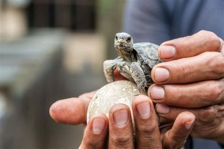 Discovering The World Of Galapagos Tortoise Babies