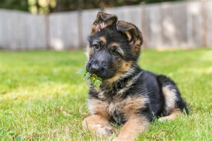 German Shepherd Puppy Perched on Chair Melts Hearts: 'The Dangly Legs'