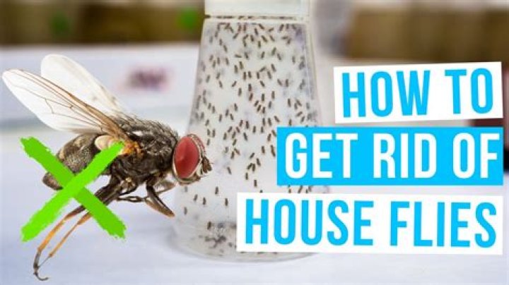 I'm a cleaning expert – my simple hack using household products will remove flies near your garbage