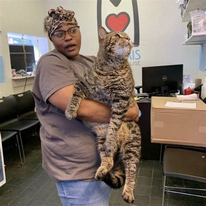 Giant ‘chonk’ cat looking for a home goes viral and crashes adoption website