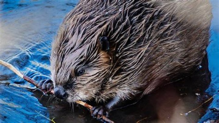 Giant rabid beaver attacks Georgia girl swimming in lake