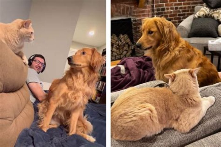 Golden Retriever Who Hilariously Steals Socks Goes Viral Online