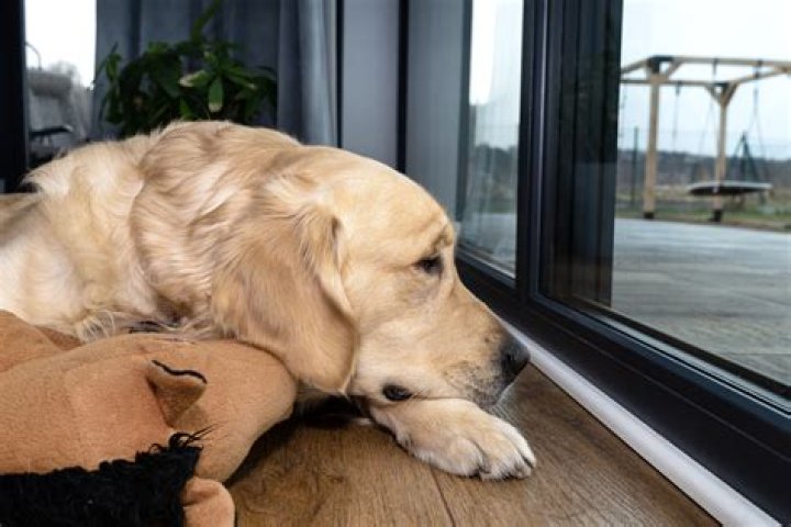 'Good Boy' Golden Retriever Crying After Owner Leaves Home Breaks Hearts