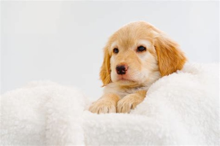 Golden Retriever Puppy Using Blanket Basket for 'Sleepies' Melts Hearts