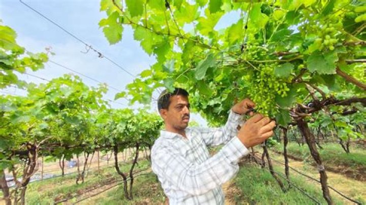 Grapes for wine were first farmed by Stone Age man 11,000 years ago, study finds