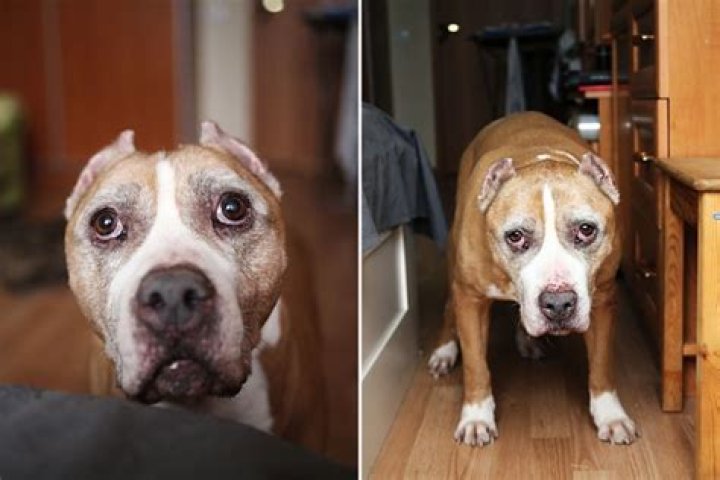 Hearts Break After Owner Hides Camera to See What Dog Does When He's Out